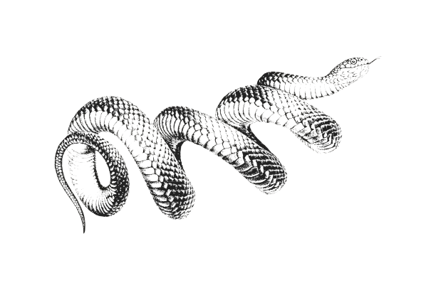 serpent belly woman 𓆗